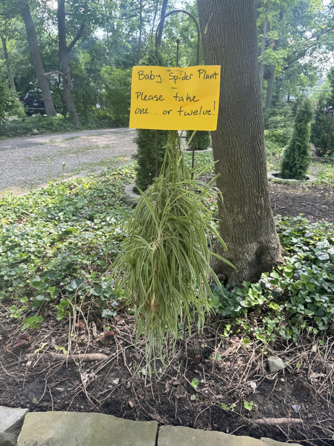 Had to chop the babies to save the mother plant - I hope they find a good home!