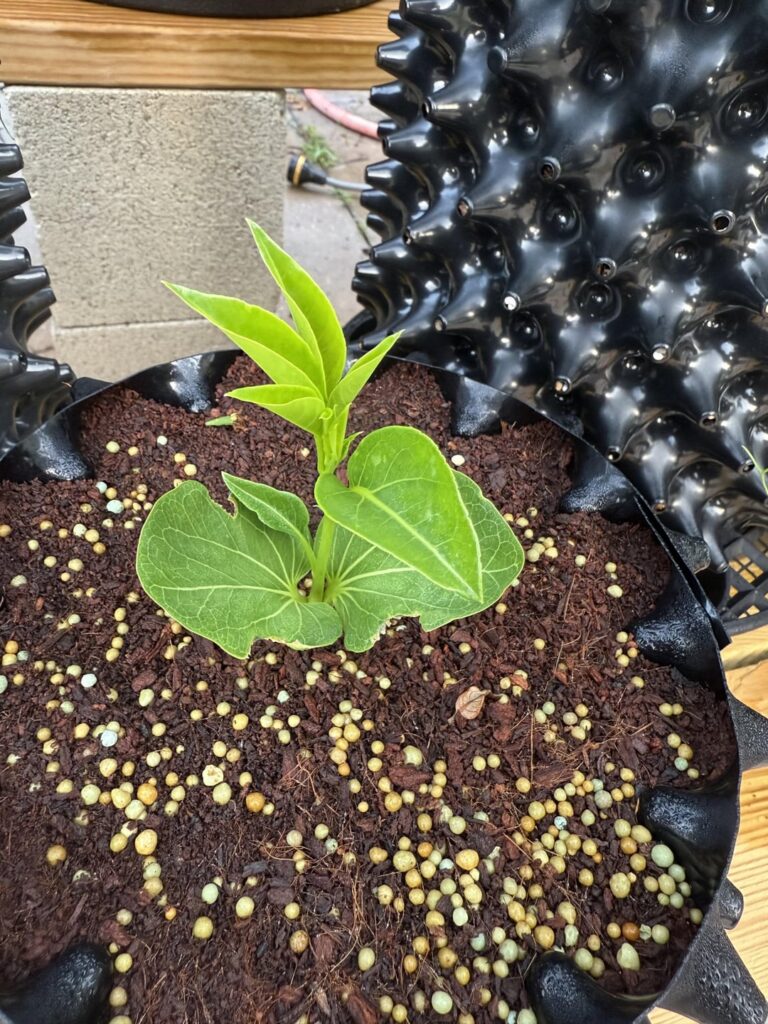 Adansonia Gregorii, Rubrostipa, and Za