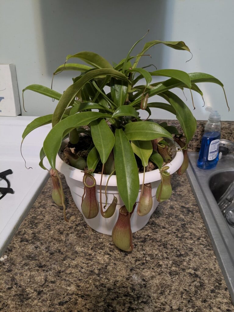 Whats with all of the browning where the pitchers grow?