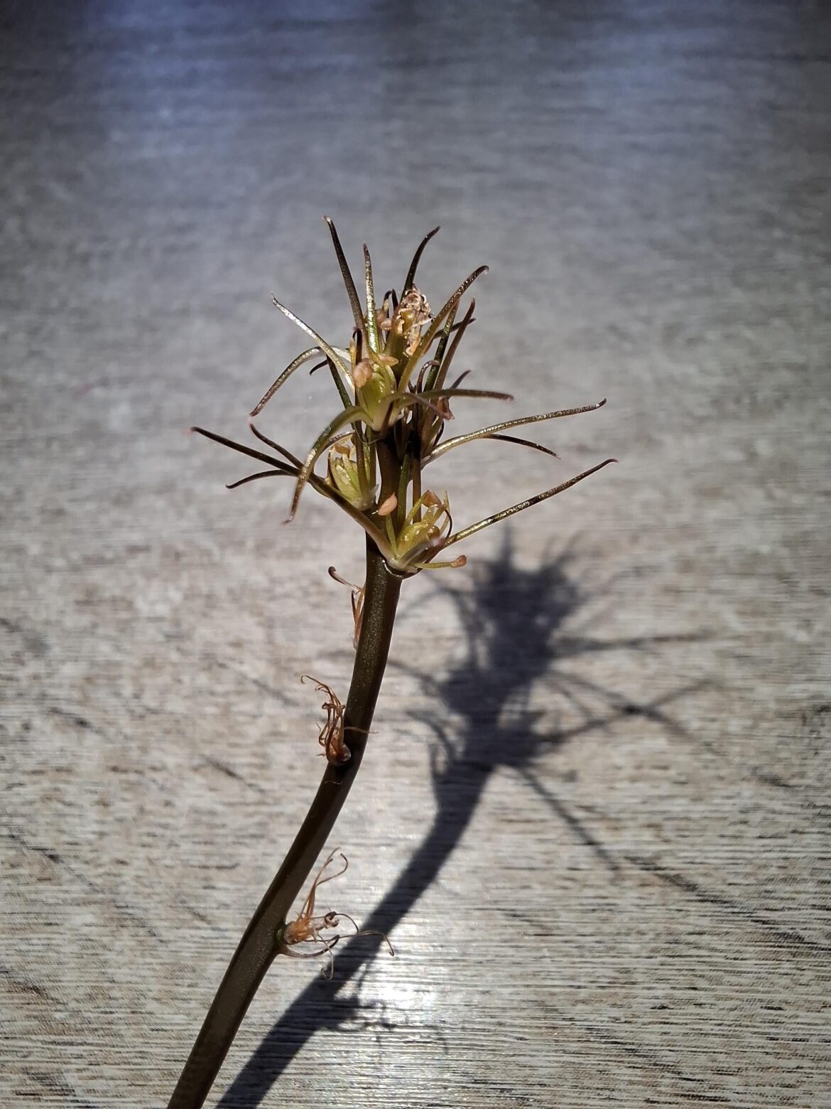 Atrofusca mutant flower