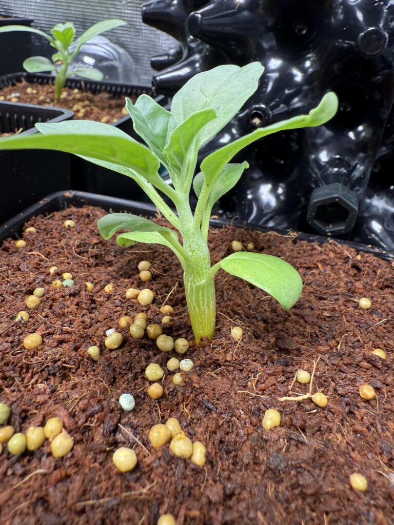 Growth of my seed grown Pterodiscus over 4 months