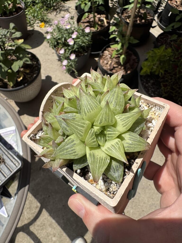 ID and potting advice? ID and potting advice?