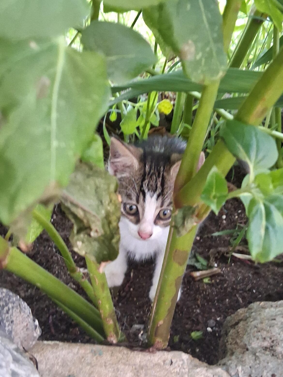 Found a feral kitten in my flowers. What should I do?