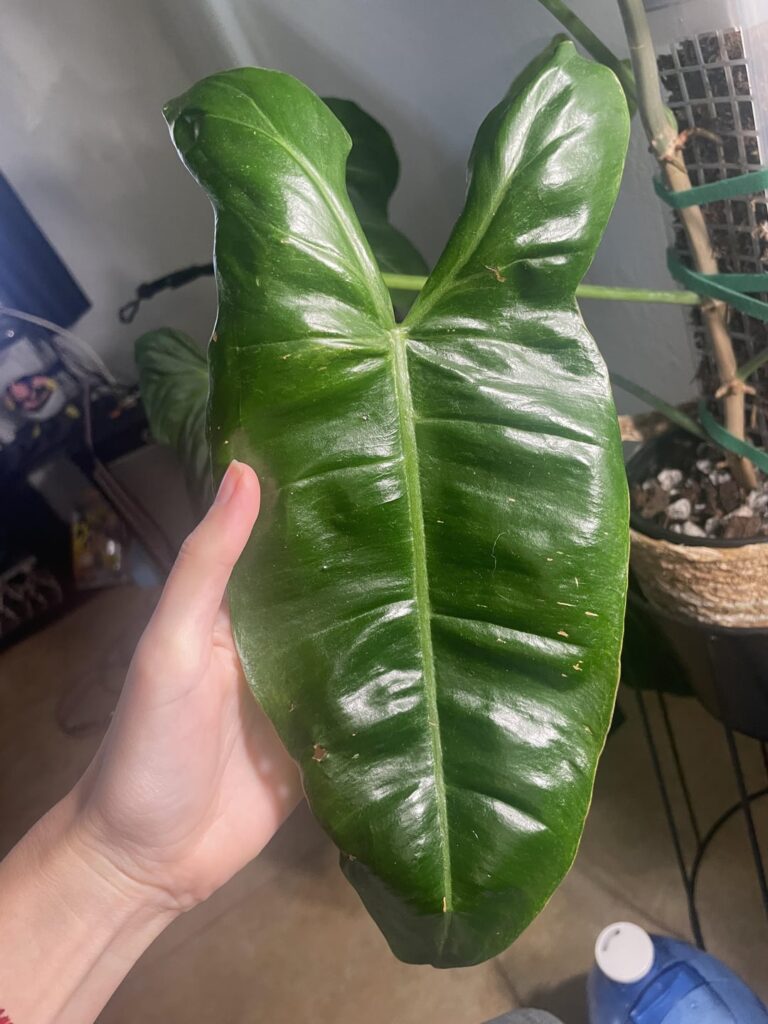 Philodendron ID Help!