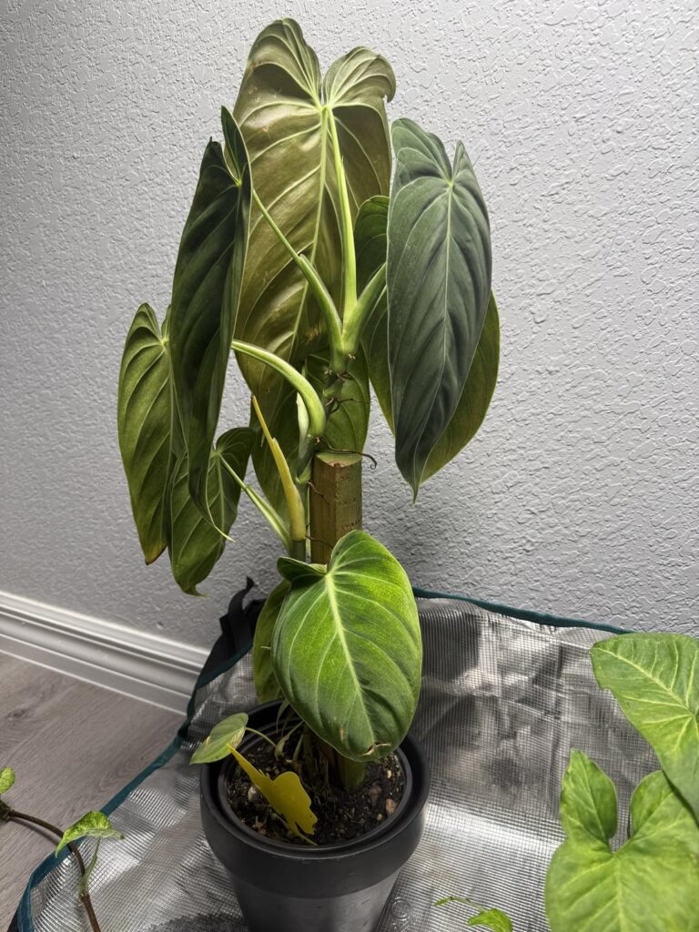 Should I chop the upper half or transplant the root ball?