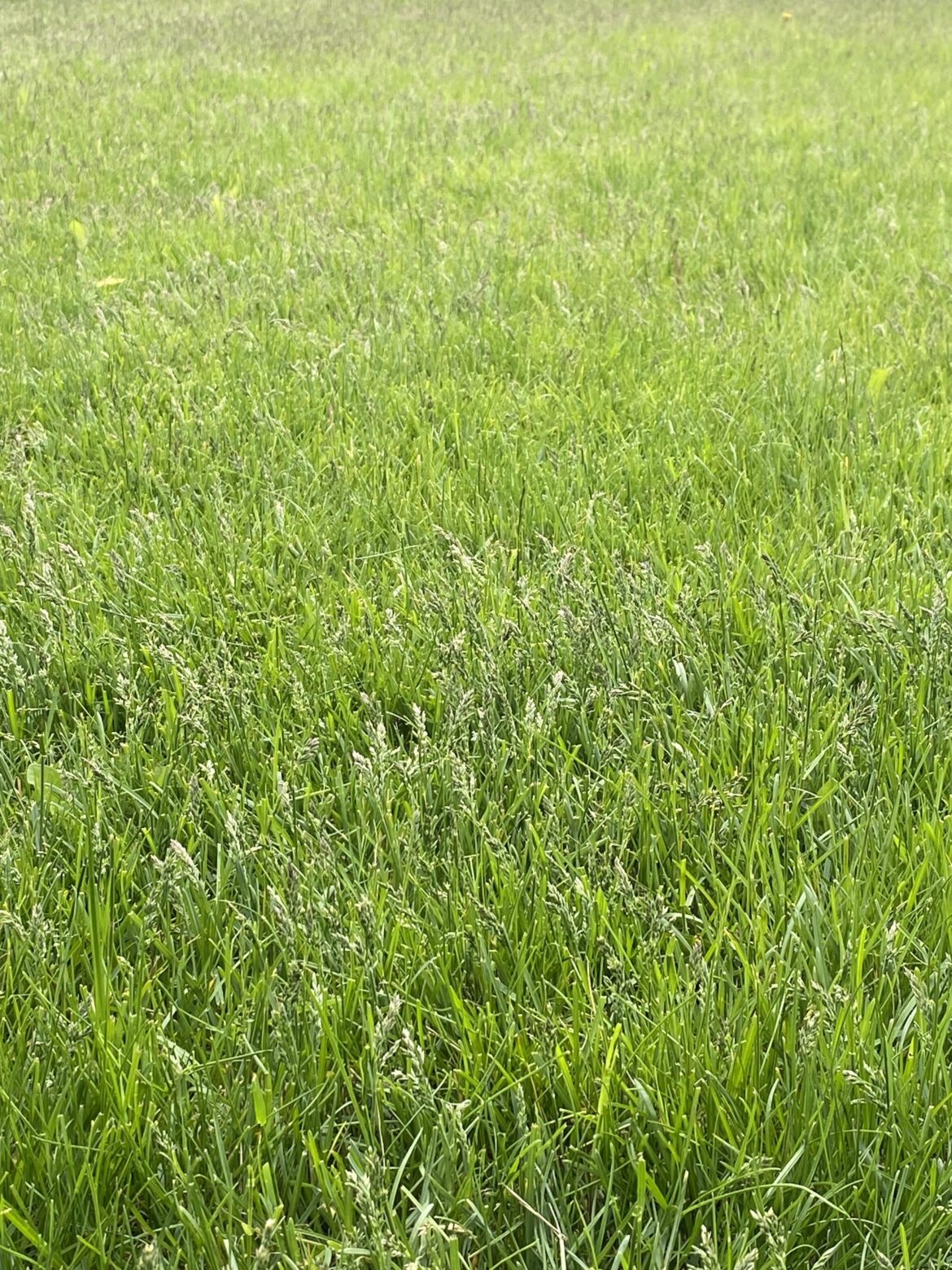 Yay or Nay? Cut lawn while blades are seeding?