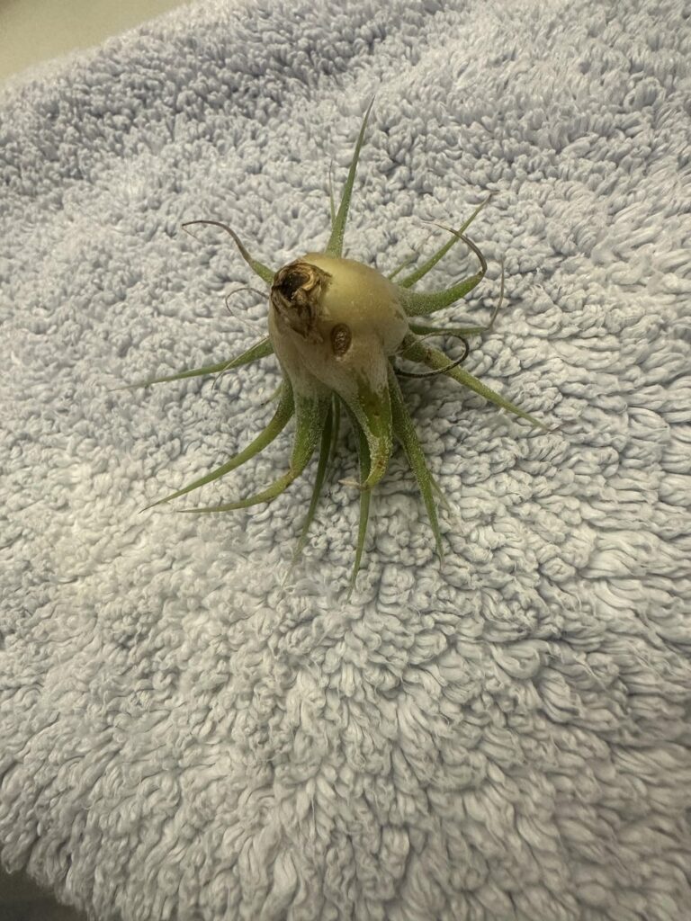 Do these look okay? Do these look okay?