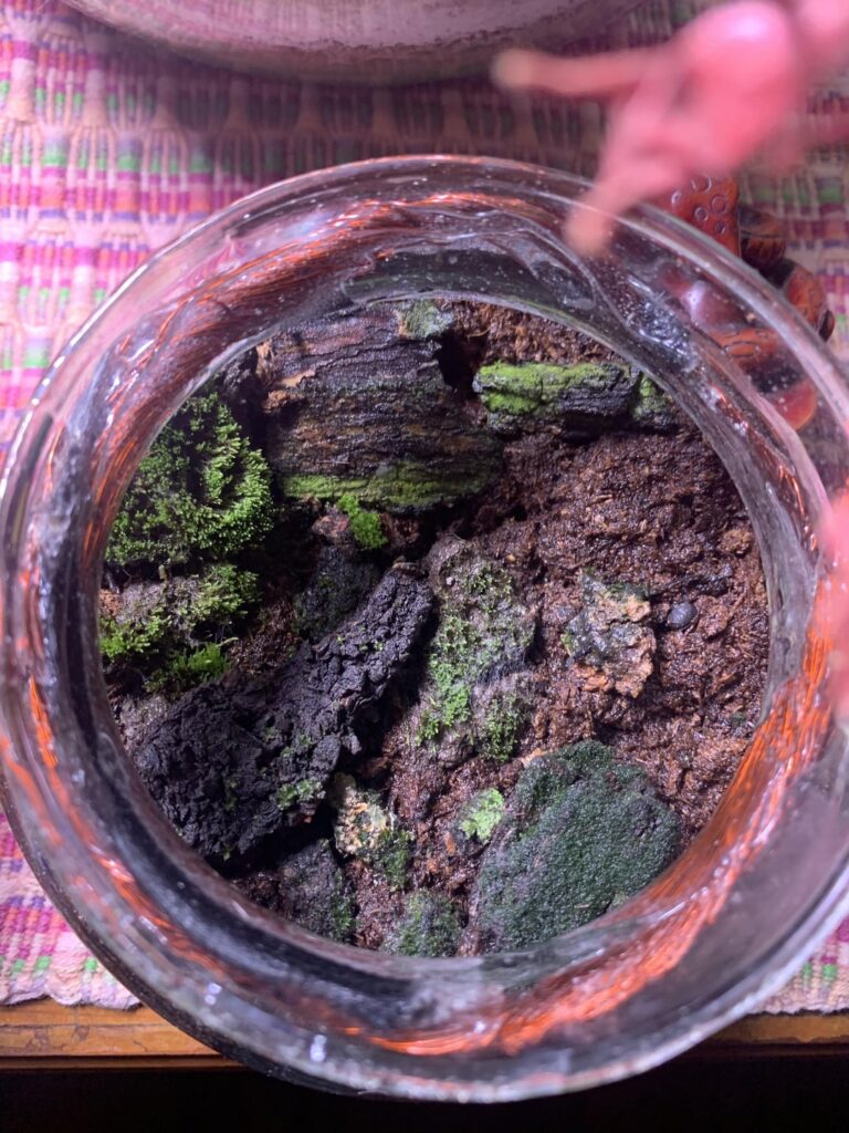 How to keep the moss thriving?