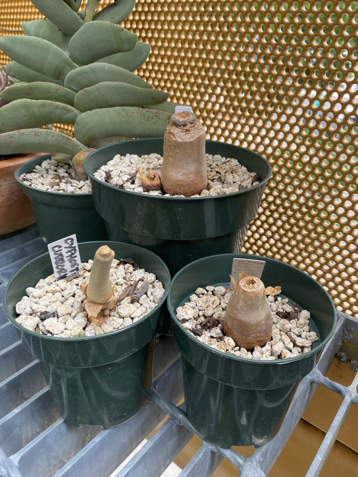 Dormancy issues? Dormancy issues?