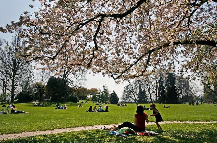 Locals bask in the sunshine of spring under blooming cherry blossoms in Zurich's picturesque park.
