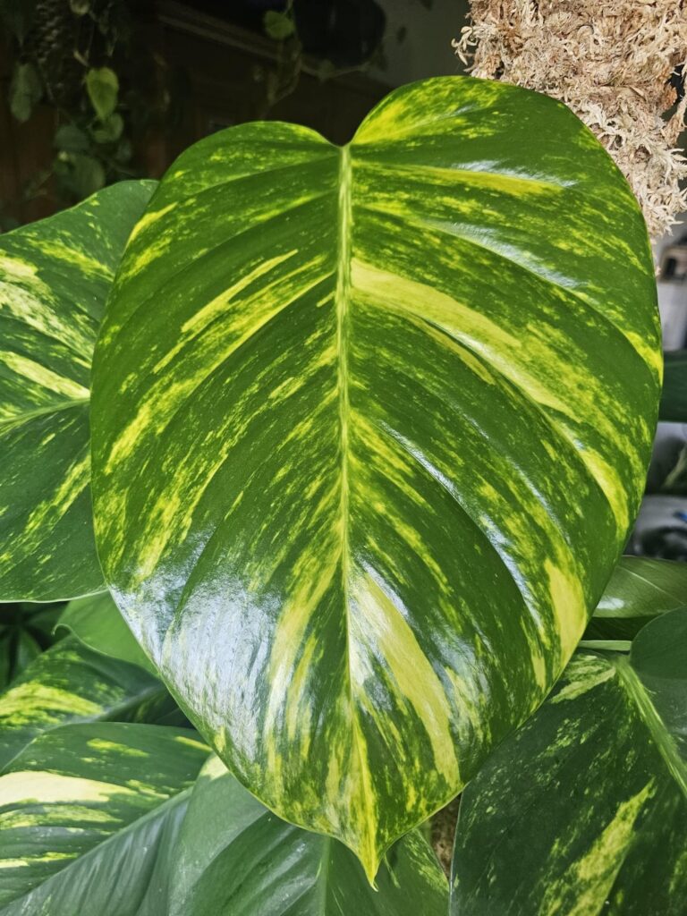 The newest leaf of my Golden Pothos. I love her so much