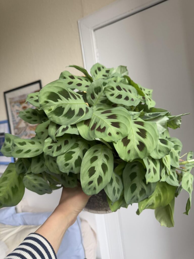 What have I done right?