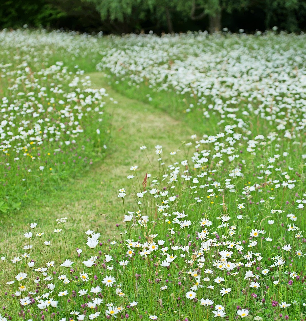 Wildflower meadow with a mown path.