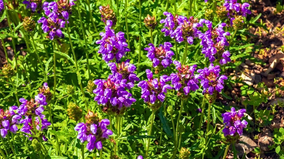 Prunella vulgaris L known as common self-heal, heal-all, woundwort, heart-of-the-earth, carpenter's herb, brownwort and blue curls.
