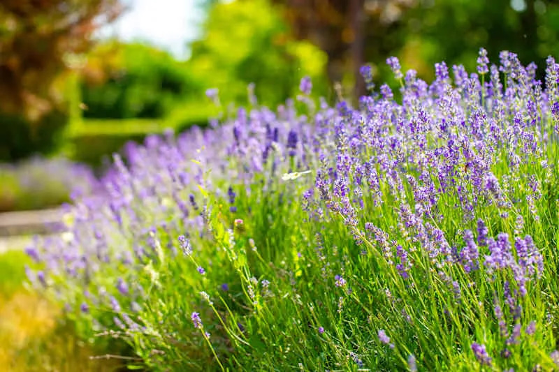 Spring lavender flowers under sunlight. Lilac flowers close up. Beautiful landscape of nature with a panoramic view. Hi spring. long banner