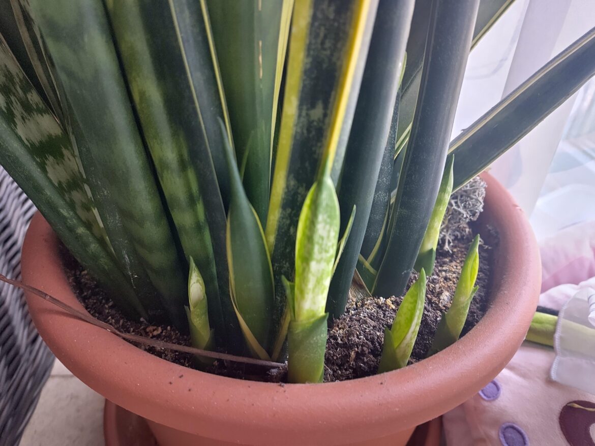 So many new sprouts 😍