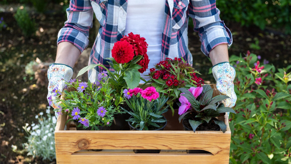 Gardening experts reveal July is the 'last chance' for these plants – and the 'detrimental' mistakes you're making