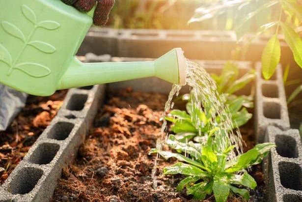 A person is watering plants in a garden with a green watering can