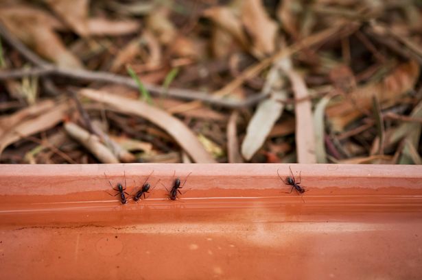 Close-up of ants drinking water from a container placed in a garden during a hot, dry summer.