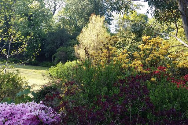 Arbigland Gardens 