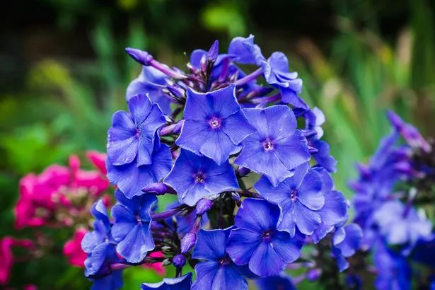 Phlox blue paradise in the garden