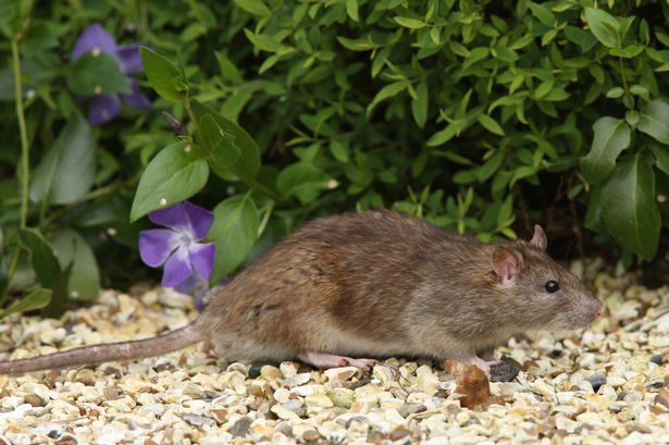 Portrait of a Brown Rat