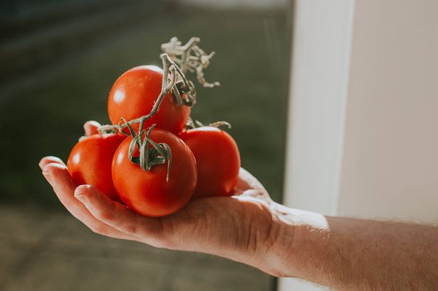 Hands holding a bunch of ripe red tomatoes on a vine in front of a window. Space for copy.