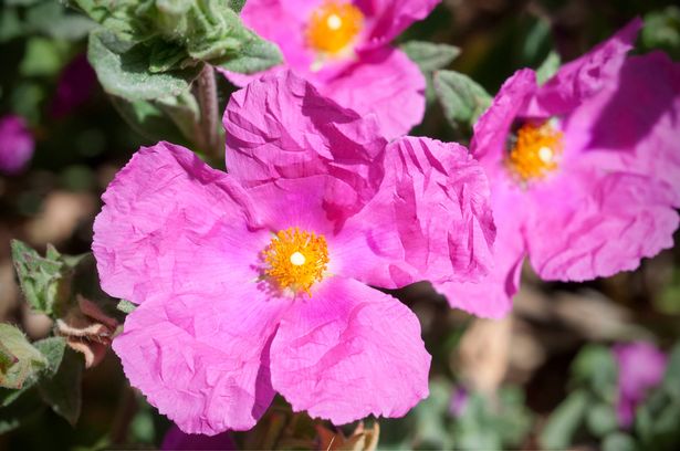 Close up of magenta colored Cistus x pulverulentus 'Sunset'.