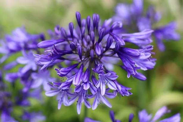 Close up of a blue agapanthus flower