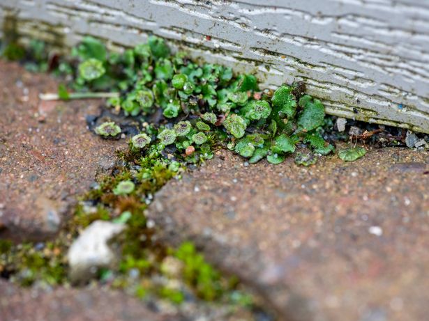Common Liverwort, Cudweed, Liverwort, Umbrella Liverwort