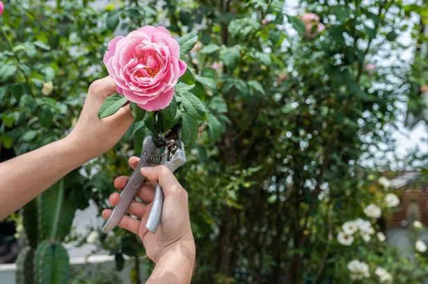 Cut the roses in the early morning, before 10 a.m. Roses are most hydrated and have the highest respiration in the morning hours.