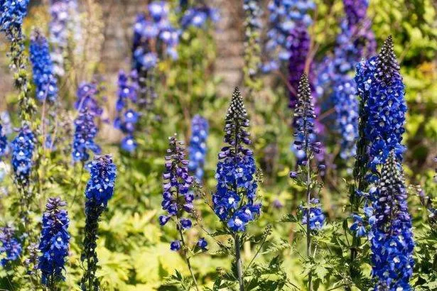 Delphiniums