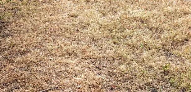 Dried landscape with golden grasses under the bright sun shows the effects of drought in a rural setting