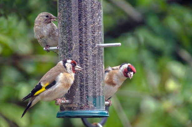 A group of goldfinches feeding from a bird feeder filled with nyjer seeds.