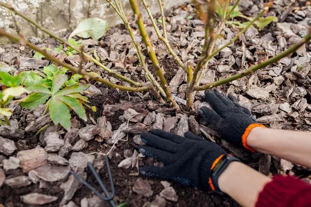 Gardener mulching fall garden with pine wood chips mulch