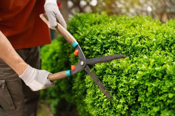A person using hedge trimmers to shape a lush green boxwood hedge outdoors. This gardening activity emphasizes maintenance, care, and outdoor leisure in a natural and serene environment.