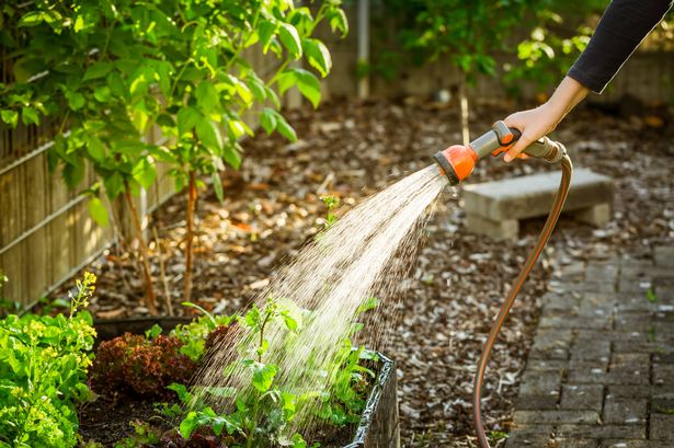 Person watering plants in garden