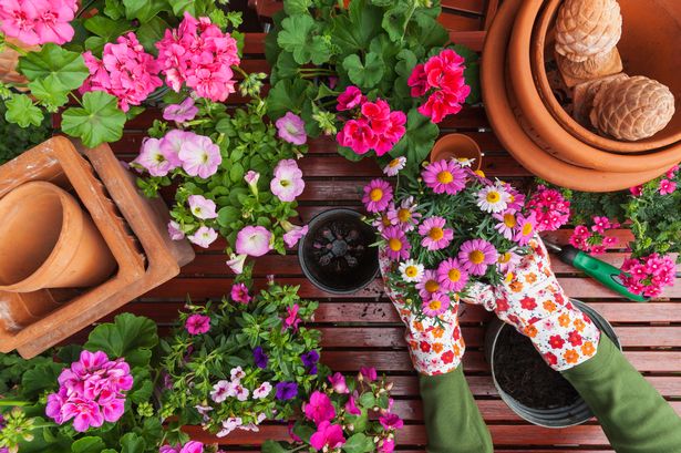 Planting flowers 