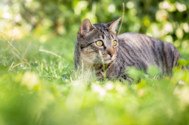 Portrait of tabby cat in the backyard