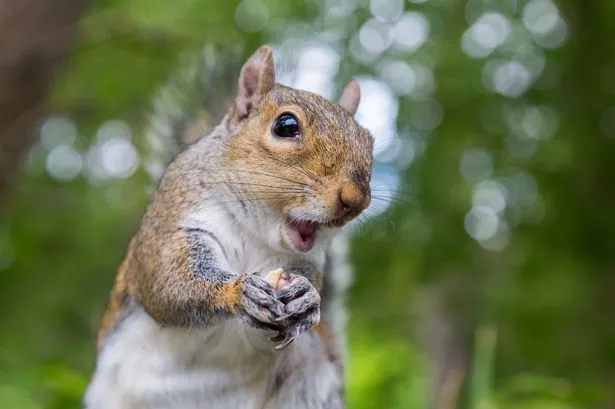 A grey squirrel in Botanic Gardens, Dublin, Ireland