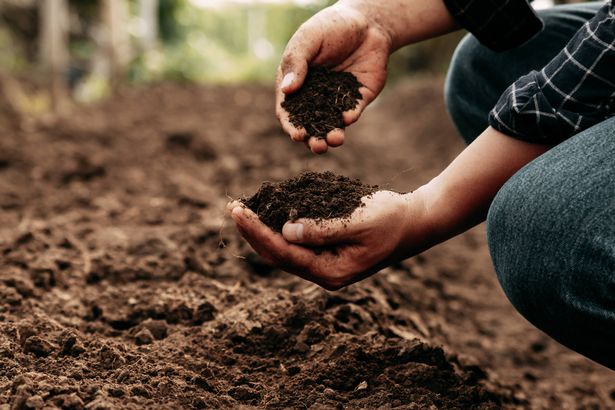 Hand of farmer inspecting soil health before planting in organic farm. Soil quality Agriculture, gardening concept.