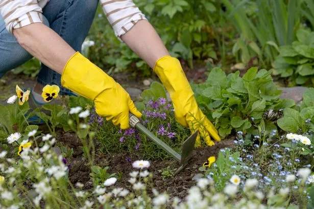 A woman weeding her garden