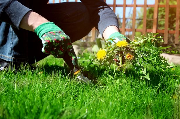 gardener taking weeds out 