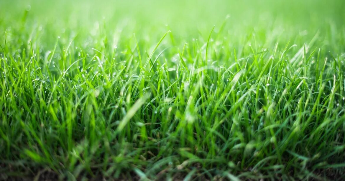 Gardeners should sprinkle common kitchen spice on lawns this summer Ipso logo