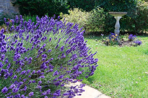 Lavender plant in the garden