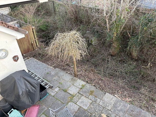 The image from Jim shows an unruly area of his garden beside a fence. You would never know a brook was underneath