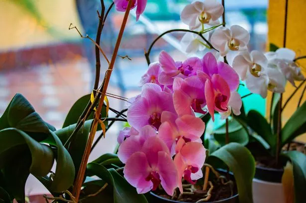 Orchids in bloom in the house by the window.