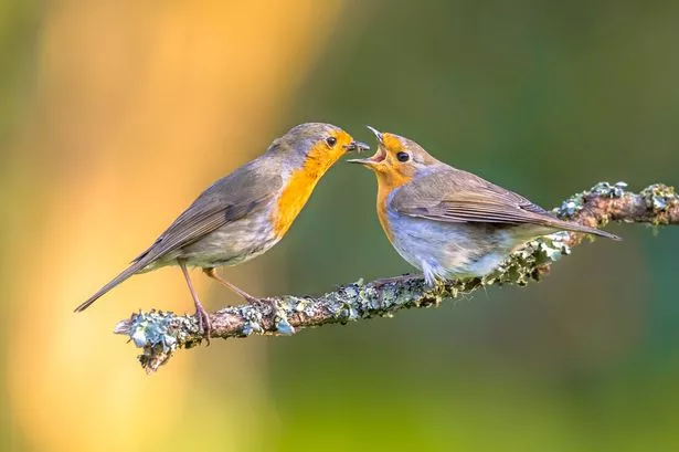 Parent Robin bird (Erithacus Rubecula) feeding grown up juvenile young on branch with moss