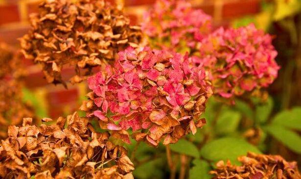 Picture of dried up hydrangeas