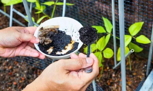 Picture of someone feeding their garden coffee grounds